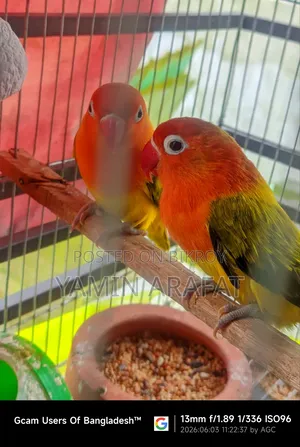 Running pair of Lovebirds for sale or exchange