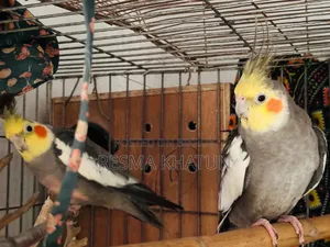 ২ টি মেল ককাটেল সাথে একটি খাঁচা