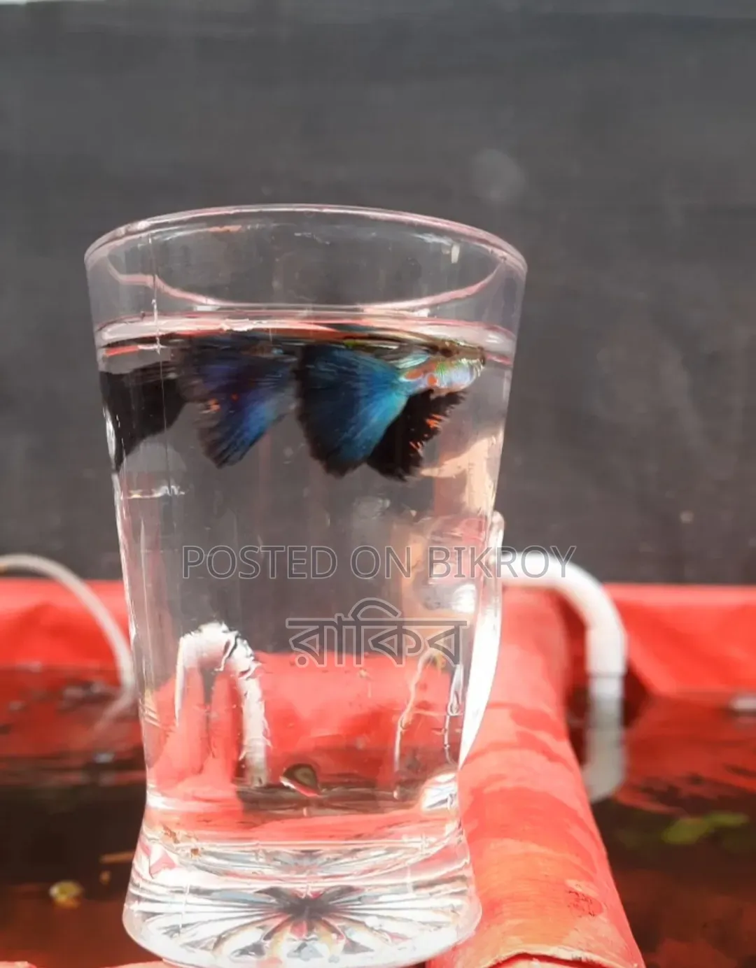 Different Fancy Guppy (RTP, Purple Dragon, Dumbo Mosaic, Blue Dragon, Etc)