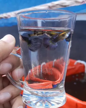 Different Fancy Guppy (RTP, Purple Dragon, Dumbo Mosaic, Blue Dragon, Etc)