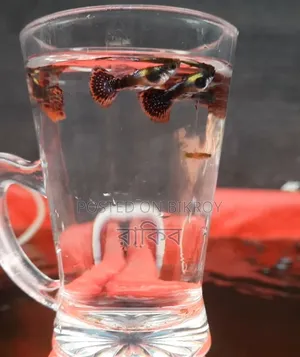 Different Fancy Guppy (RTP, Purple Dragon, Dumbo Mosaic, Blue Dragon, Etc)