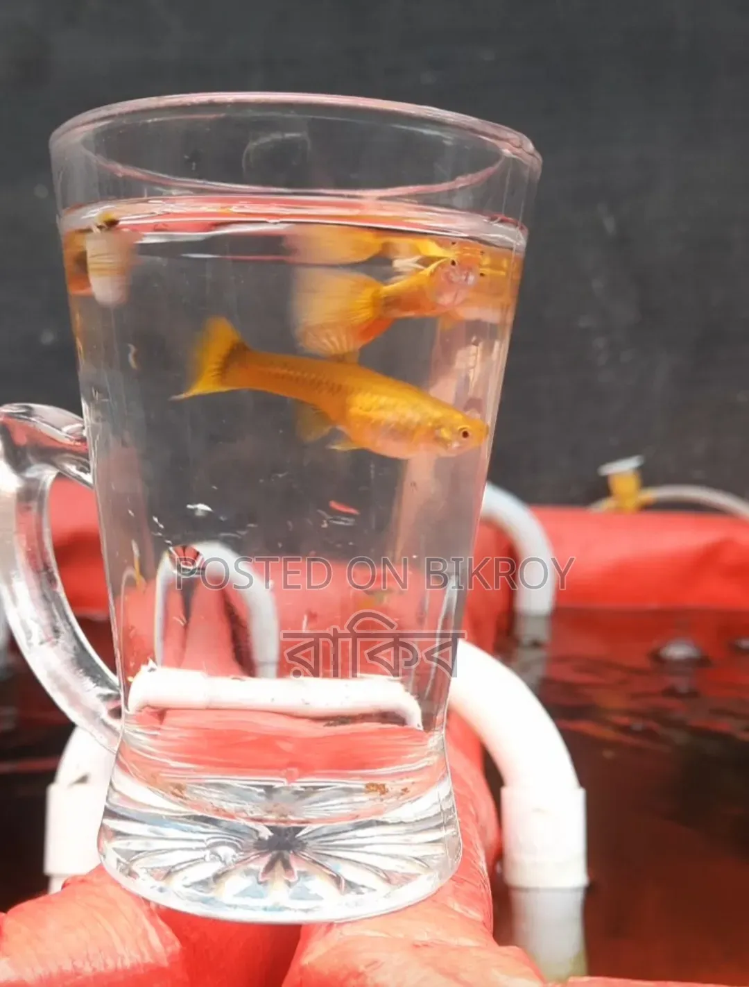 Different Fancy Guppy (RTP, Purple Dragon, Dumbo Mosaic, Blue Dragon, Etc)
