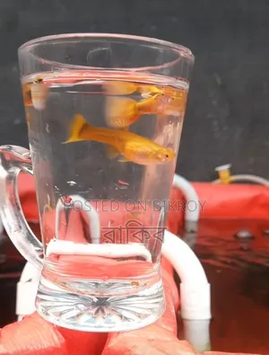 Different Fancy Guppy (RTP, Purple Dragon, Dumbo Mosaic, Blue Dragon, Etc)