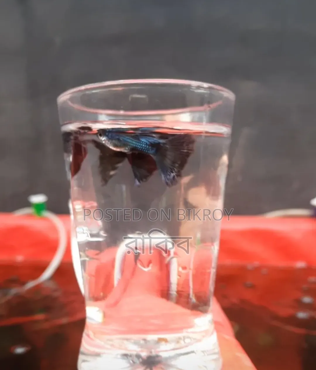Different Fancy Guppy (RTP, Purple Dragon, Dumbo Mosaic, Blue Dragon, Etc)