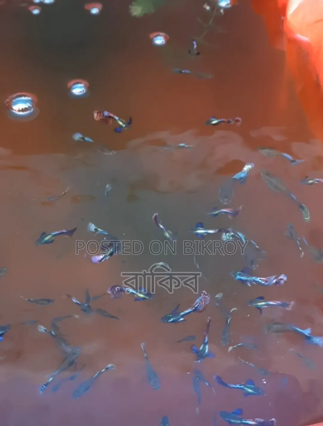 Different Fancy Guppy (RTP, Purple Dragon, Dumbo Mosaic, Blue Dragon, Etc)