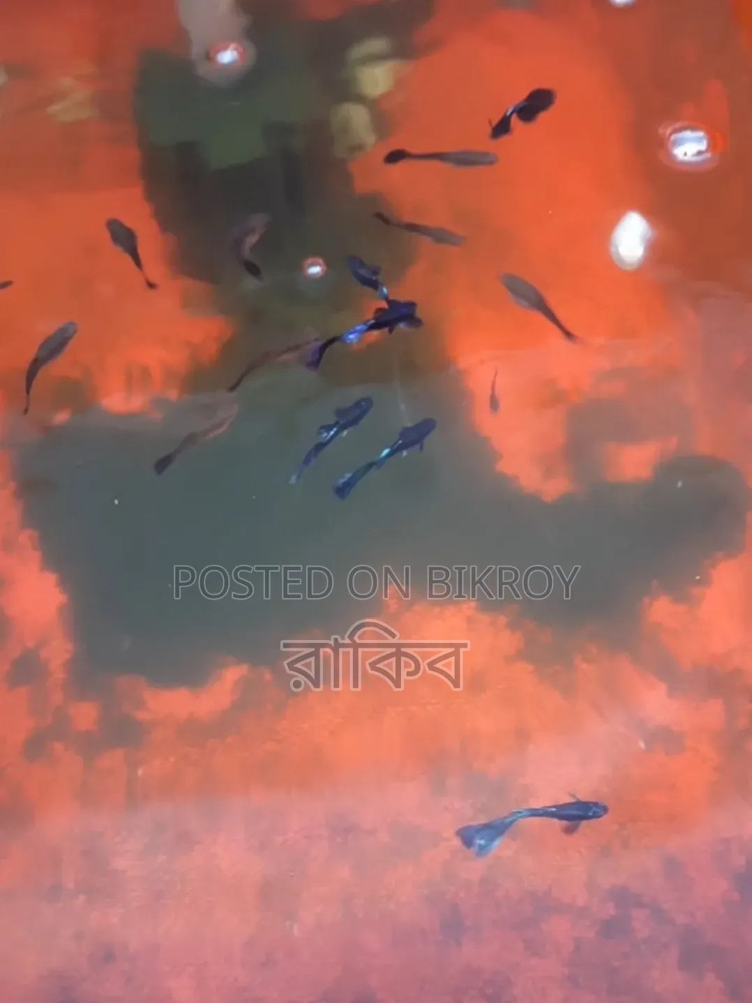 Different Fancy Guppy (RTP, Purple Dragon, Dumbo Mosaic, Blue Dragon, Etc)