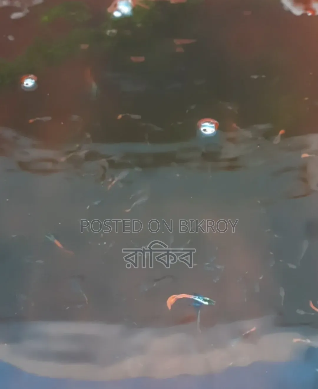 Different Fancy Guppy (RTP, Purple Dragon, Dumbo Mosaic, Blue Dragon, Etc)