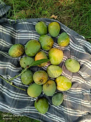 Himsagar Mango