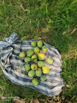 Himsagar Mango