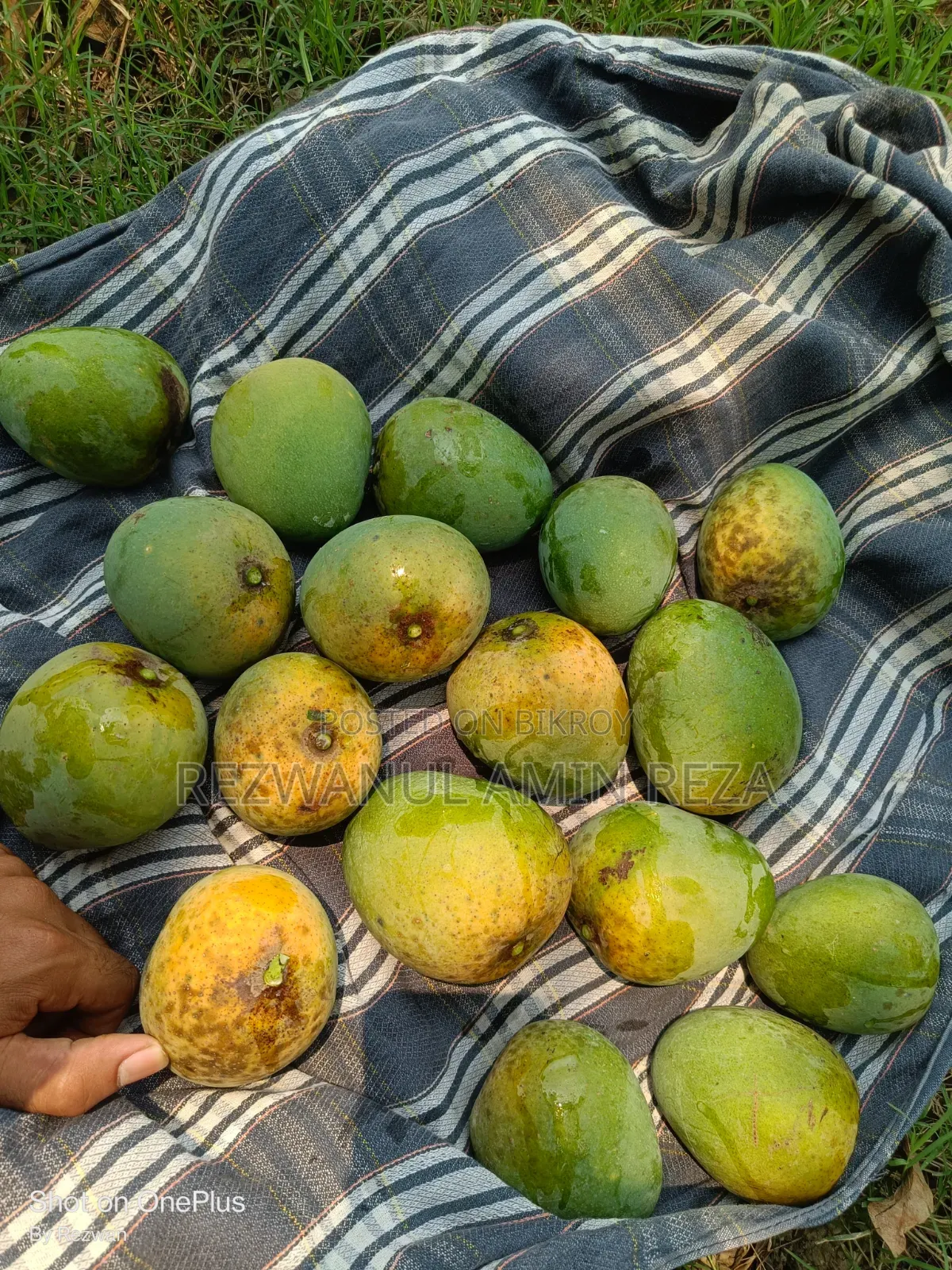 Himsagar Mango