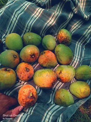 Himsagar Mango