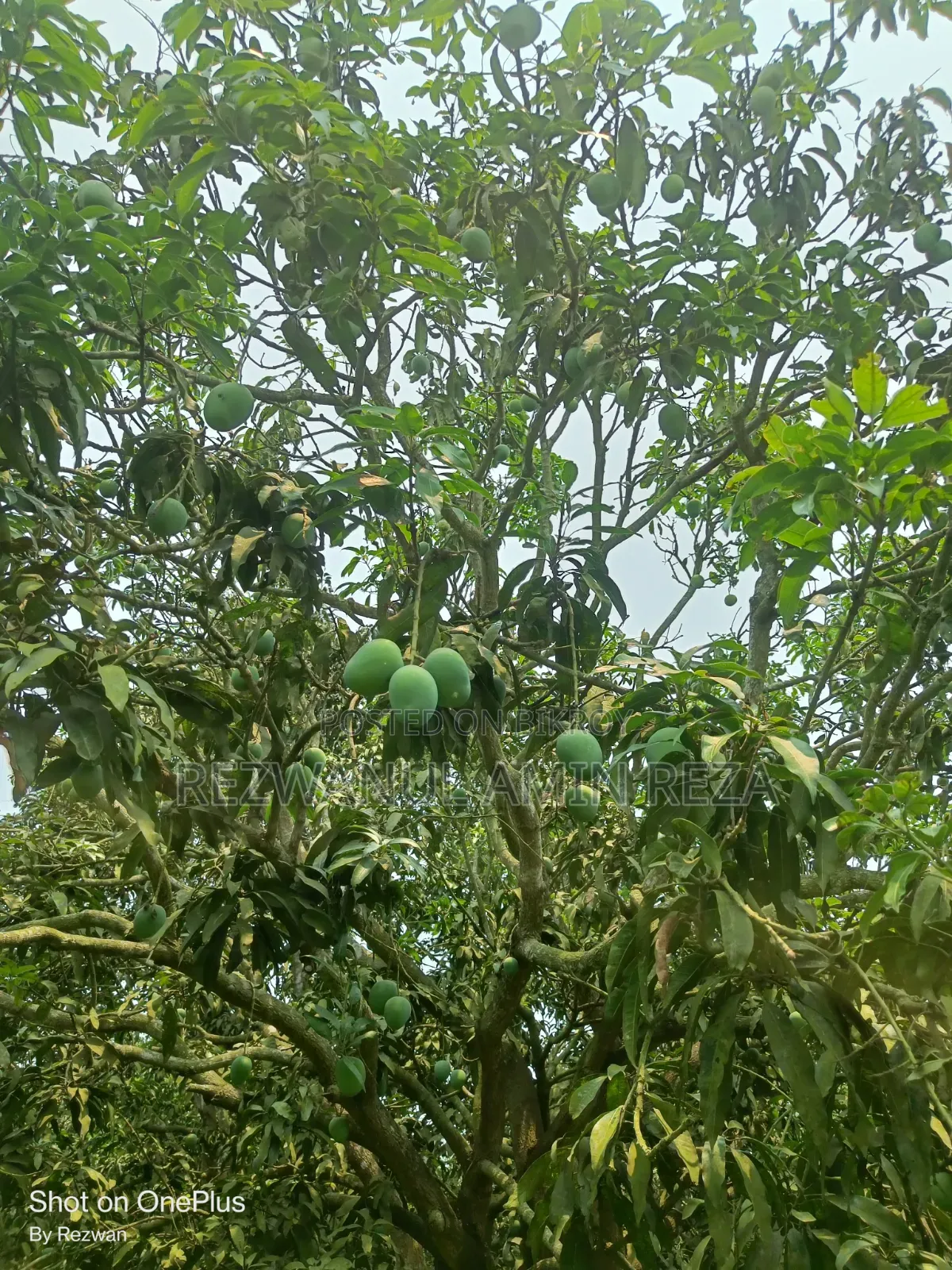 Himsagar Mango