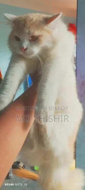 6-12 Months Male Purebred Persian Cat