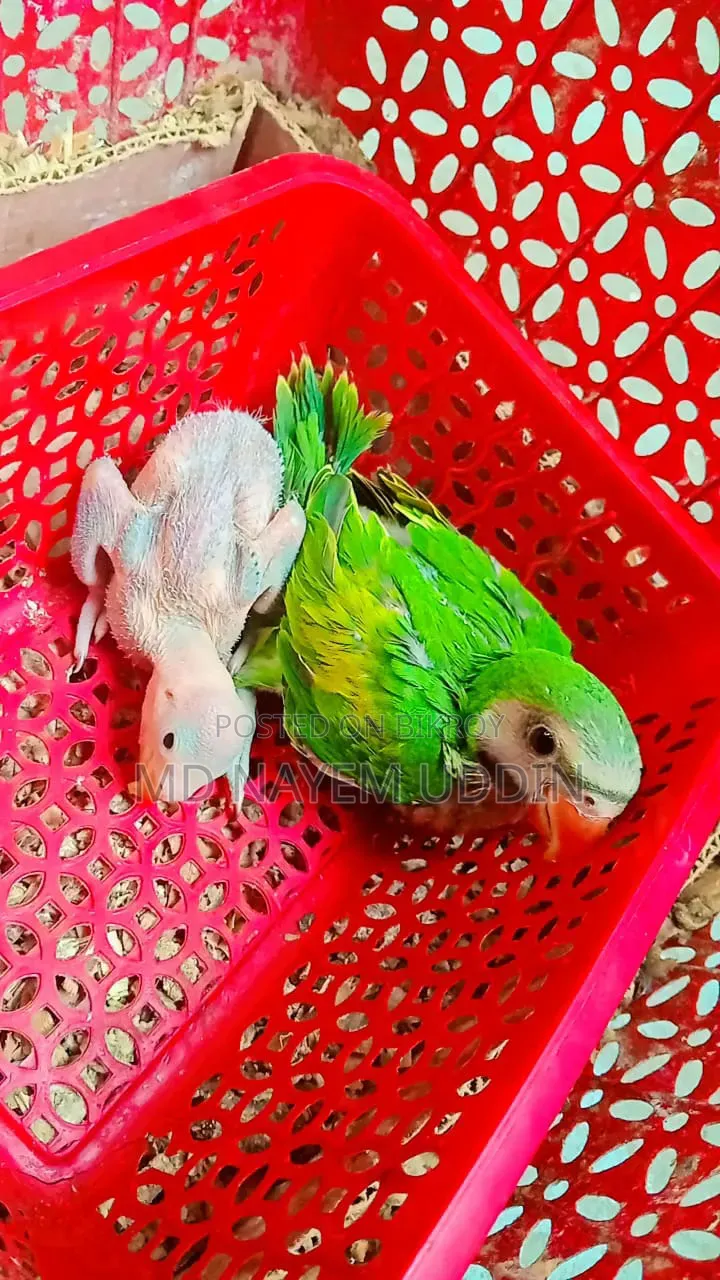 Parrot Baby