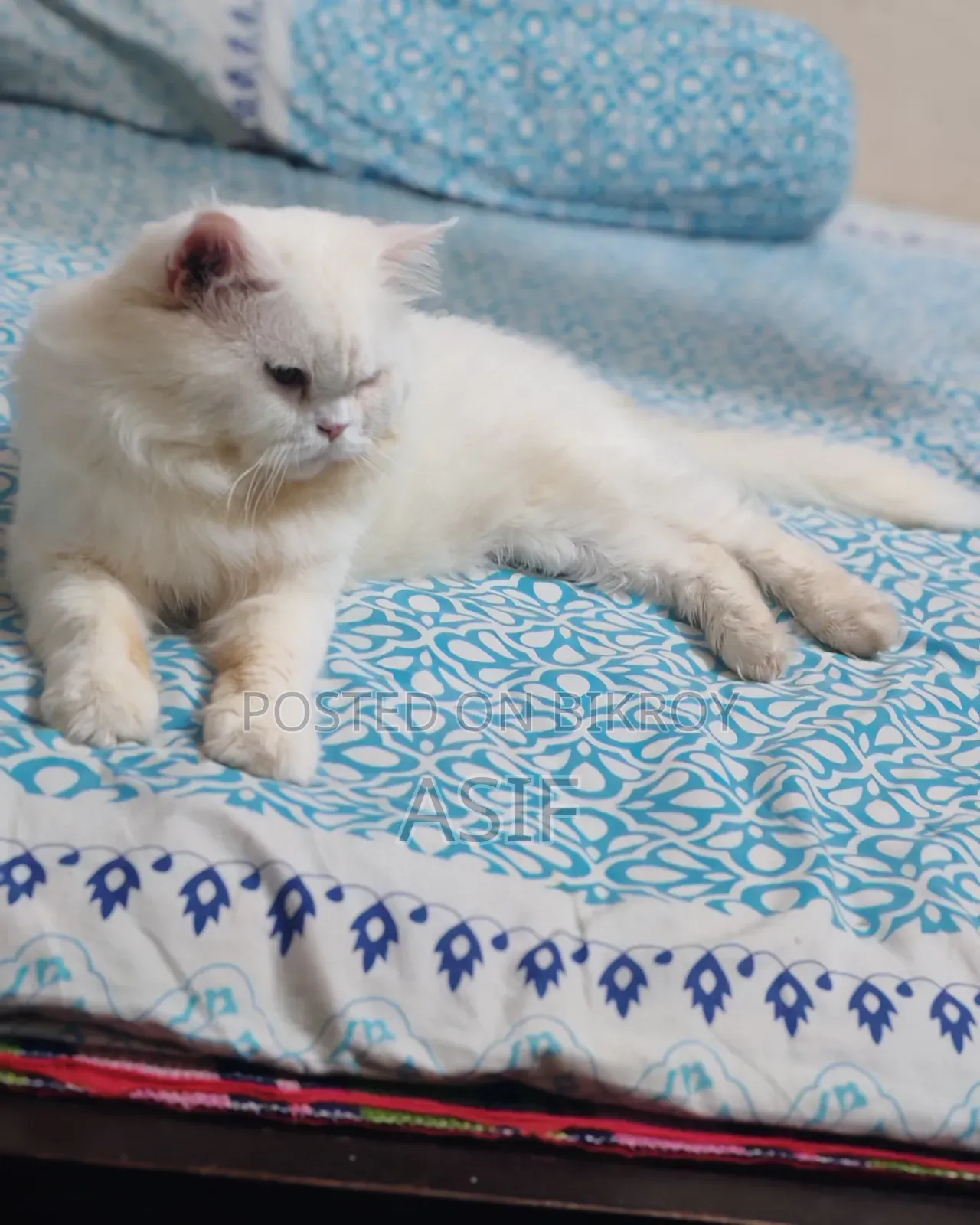 1+ Year Male Purebred Persian