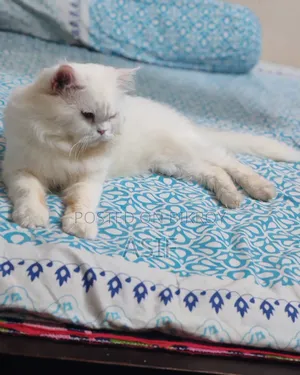 1+ Year Male Purebred Persian