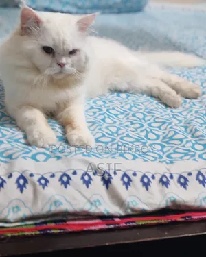 1+ Year Male Purebred Persian