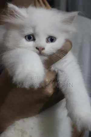 1-3 Months Female Purebred Persian