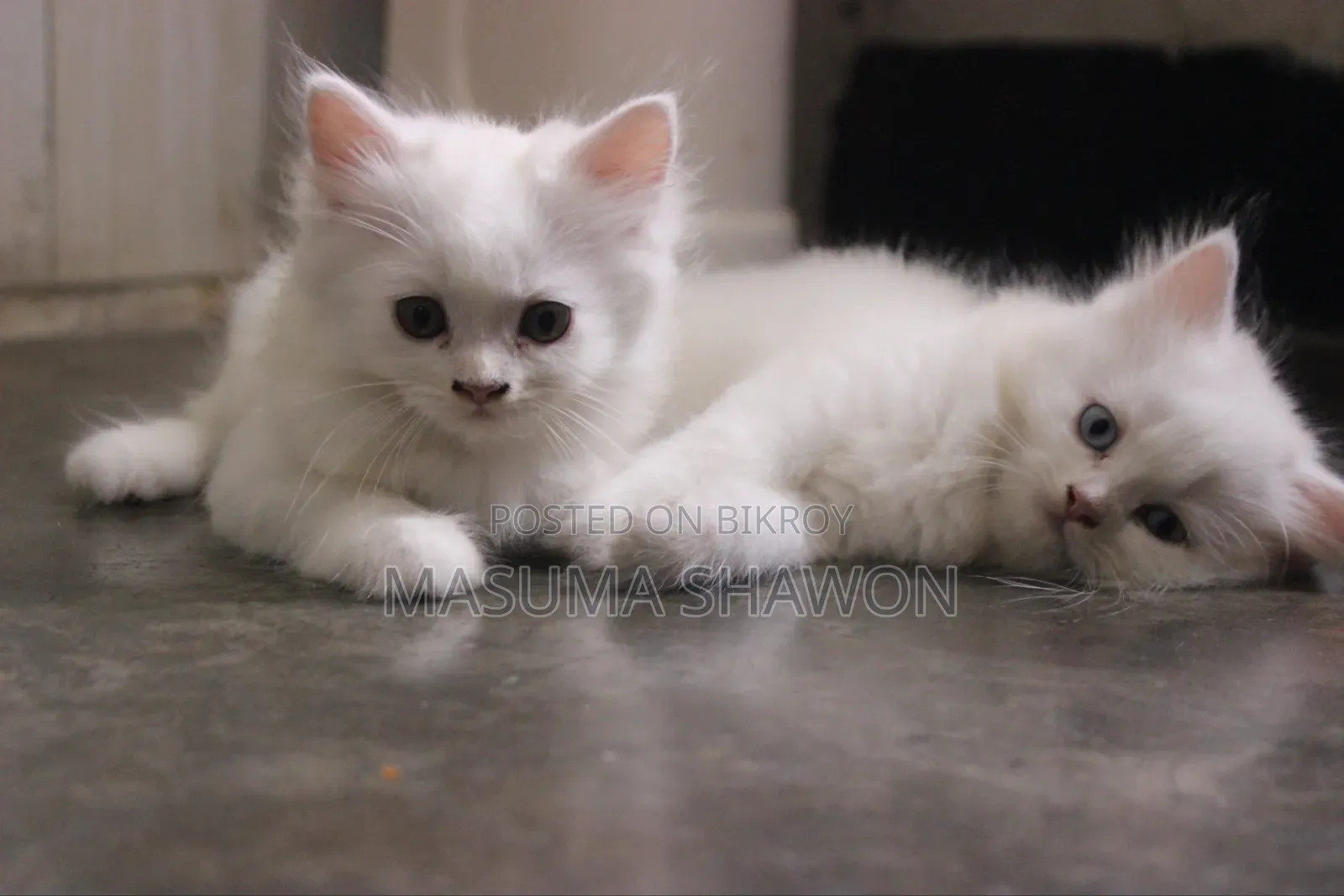 1-3 Months Female Purebred Persian