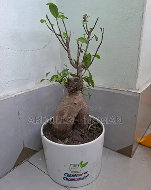 Bonsai - Ficus Ginseng