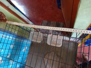 Cage for Pigeons, Chickens, Birds