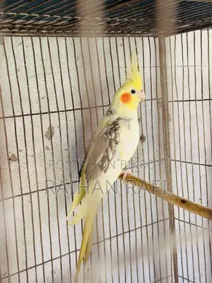 ককটেল ফিমেল