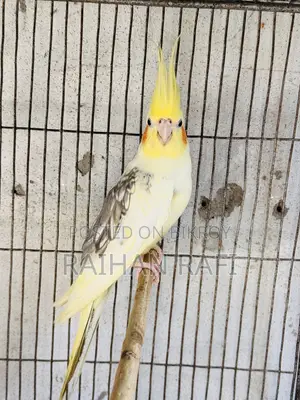 ককটেল ফিমেল