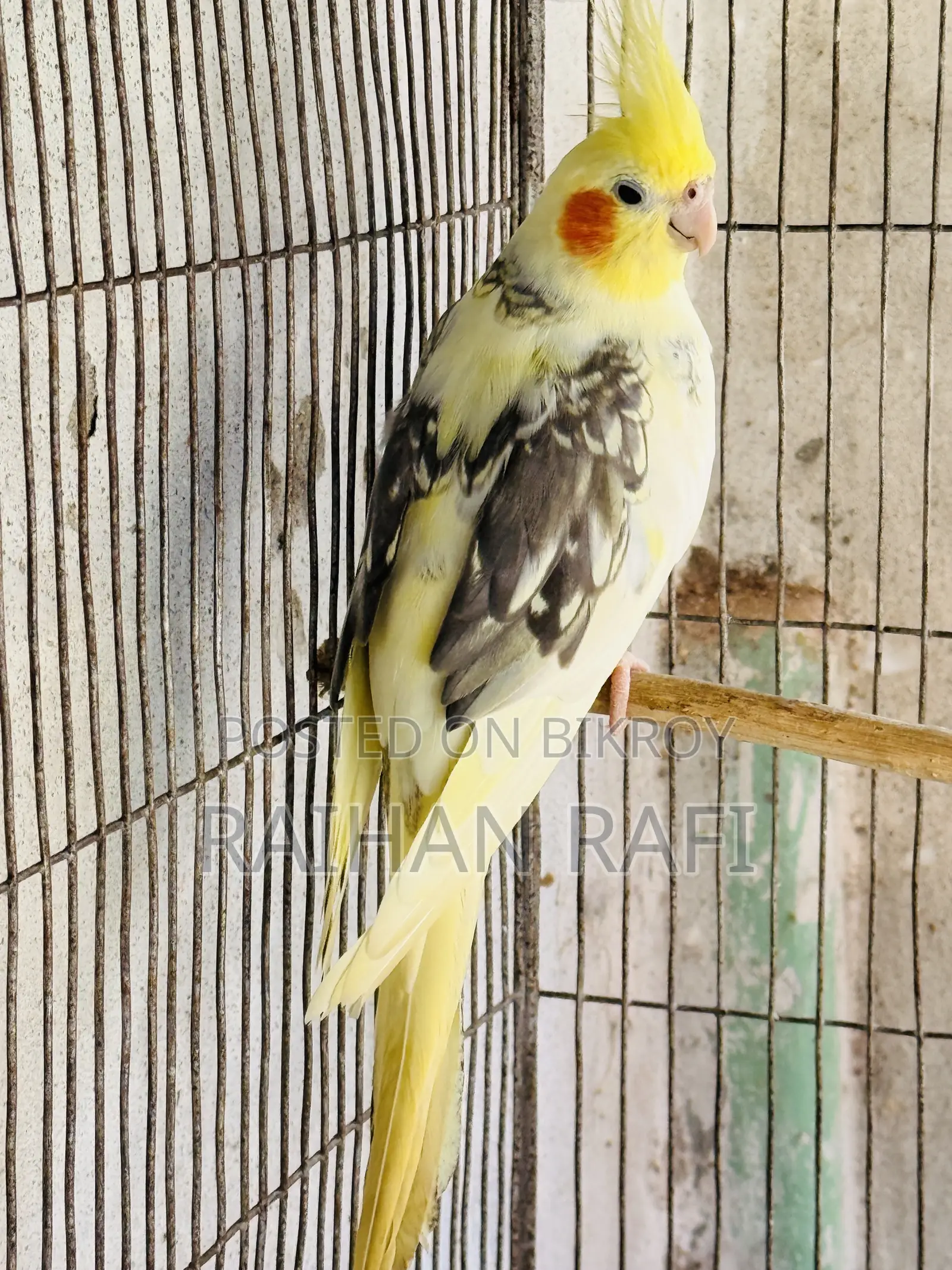 ককটেল ফিমেল