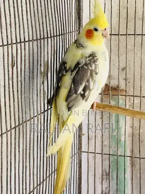 ককটেল ফিমেল