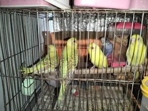 Budgerigar Birds