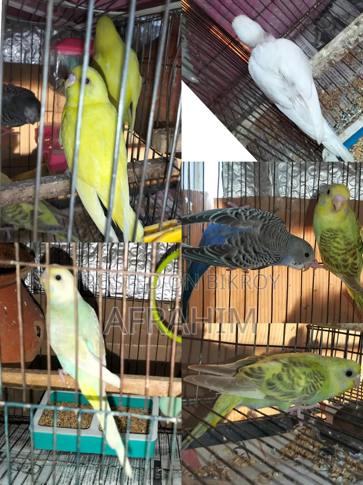Budgerigar Birds