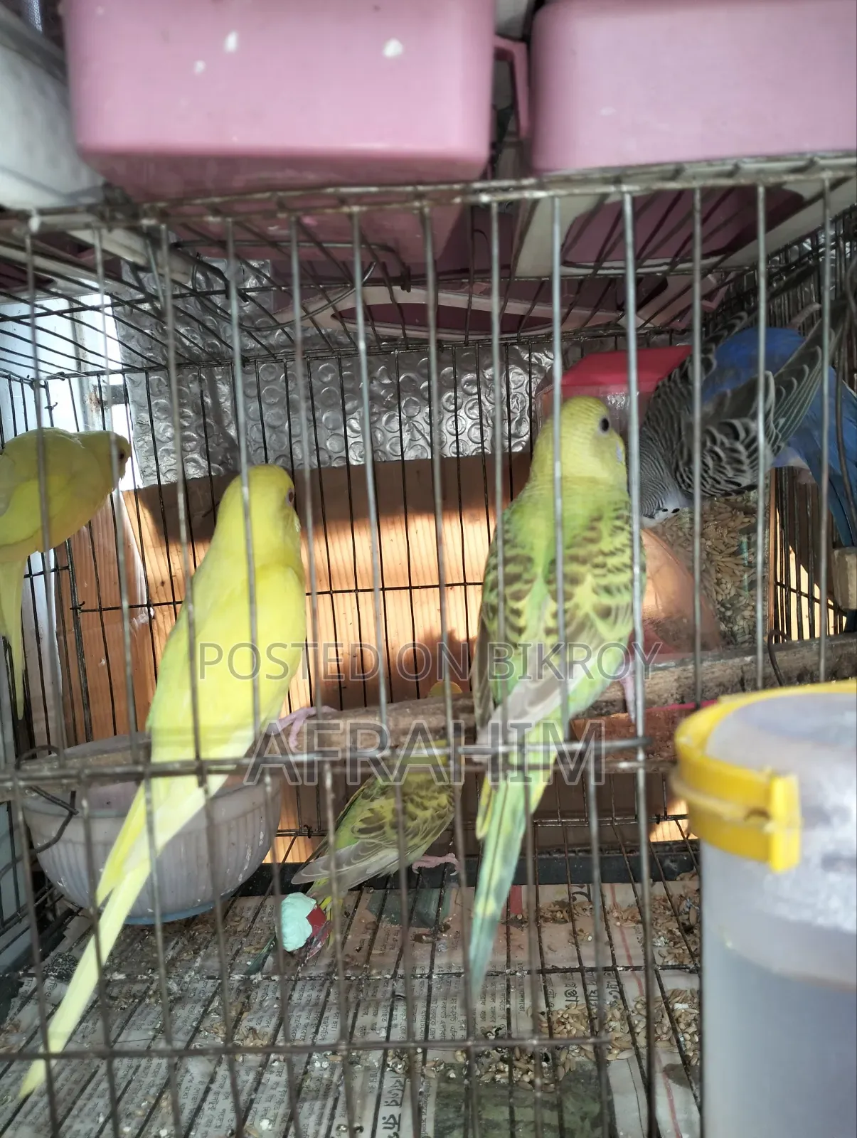Budgerigar Birds