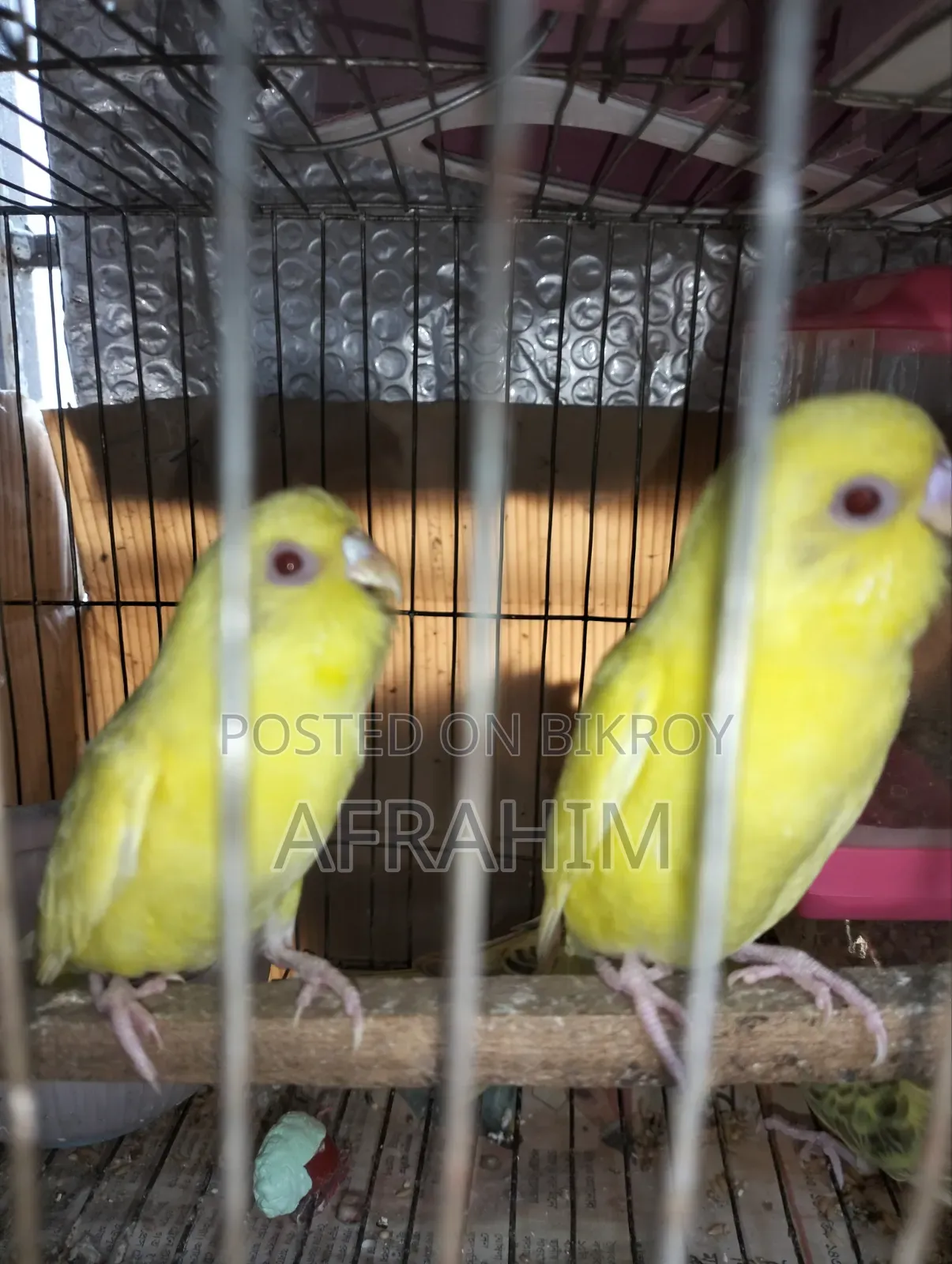 Budgerigar Birds