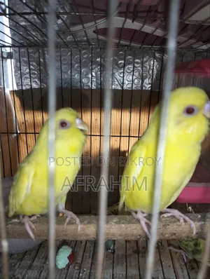 Budgerigar Birds