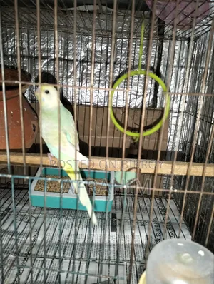 Budgerigar Birds