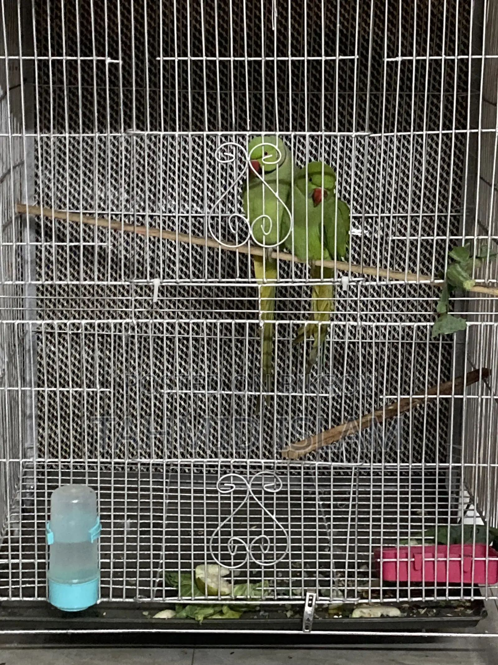 Want to sell Indian Green Ringneck parrot