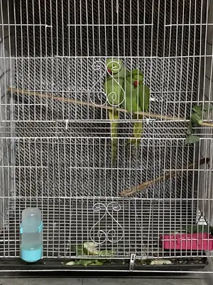 Want to sell Indian Green Ringneck parrot