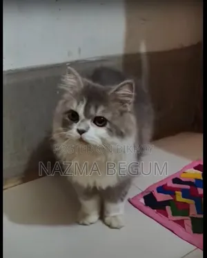 6-12 Months Male Purebred Persian