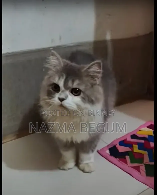 6-12 Months Male Purebred Persian