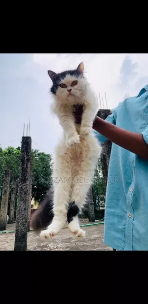 6-12 Months Male Purebred Persian
