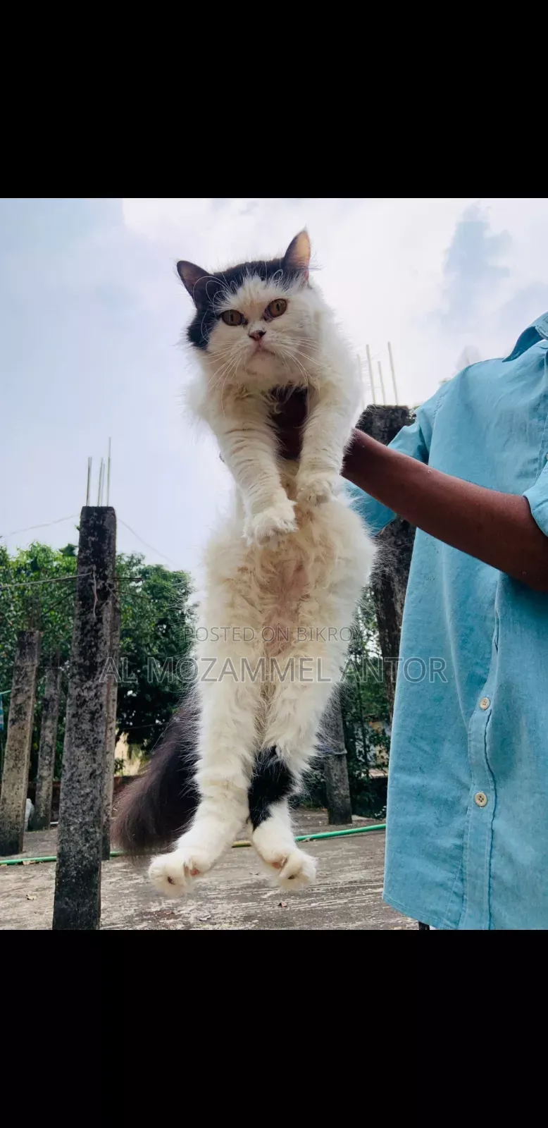 6-12 Months Male Purebred Persian