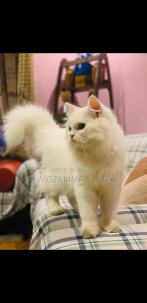 6-12 Months Male Purebred Persian