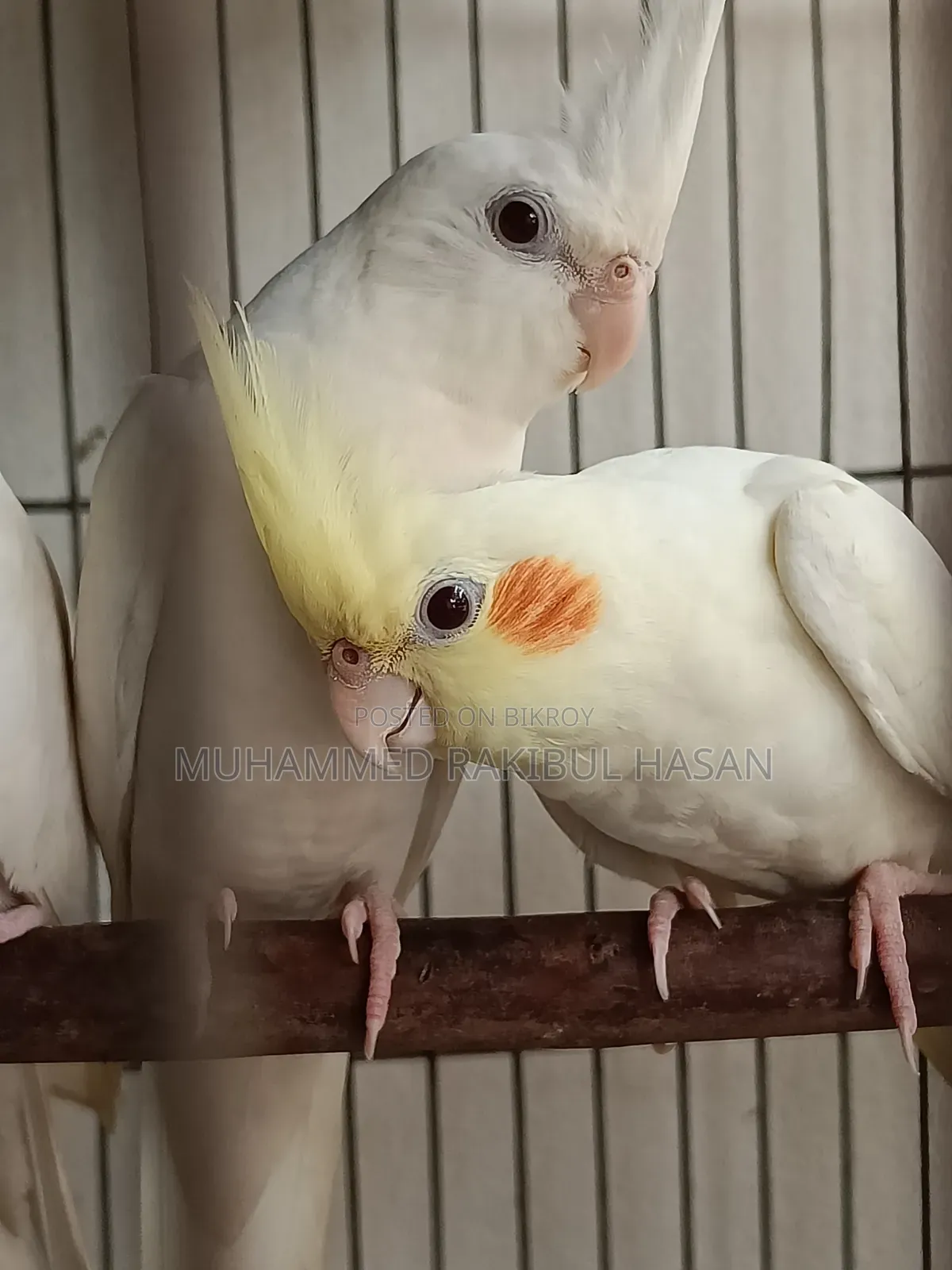 Cockatiel Pair