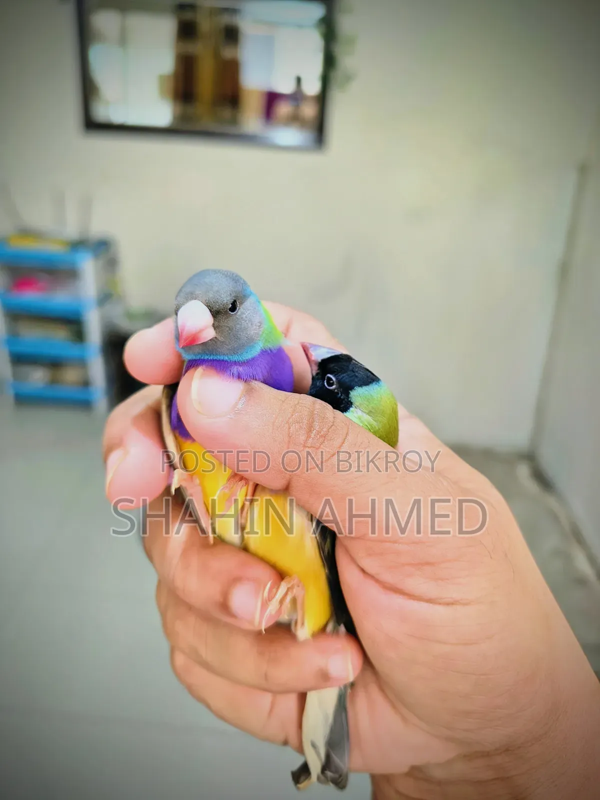 গোল্ডিয়ান ফিঞ্চ