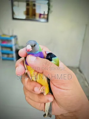 গোল্ডিয়ান ফিঞ্চ