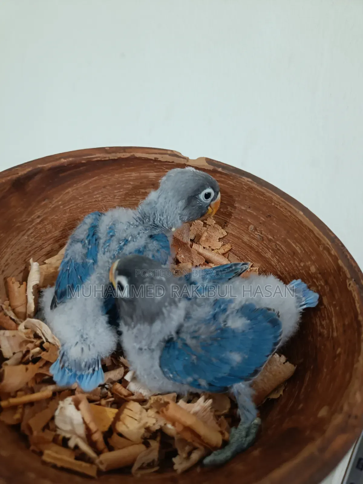 Lovebird Handfeed Babies