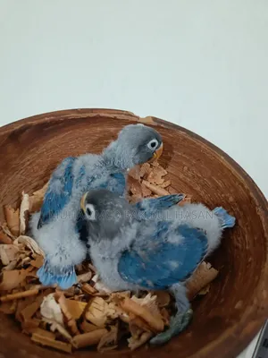 Lovebird Handfeed Babies