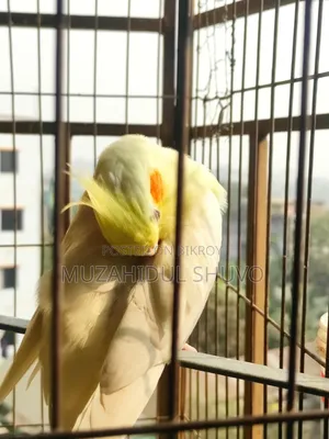 Cockatiel Bird