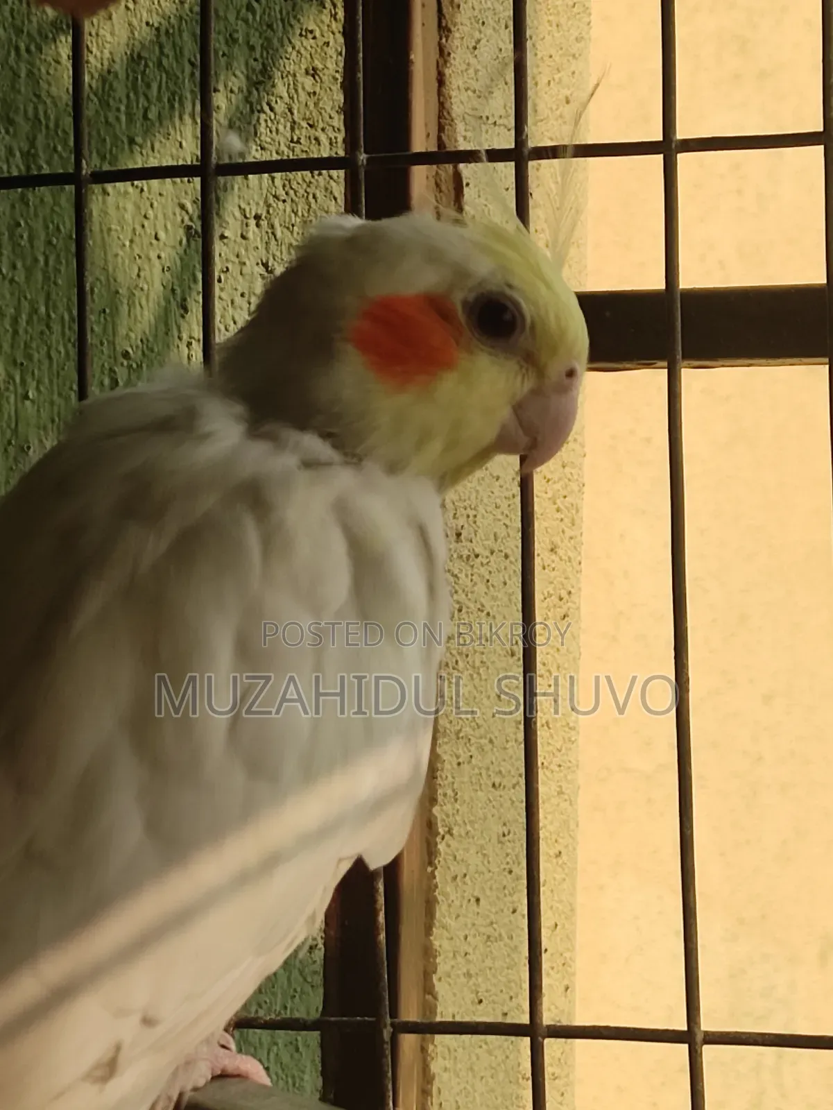 Cockatiel Bird