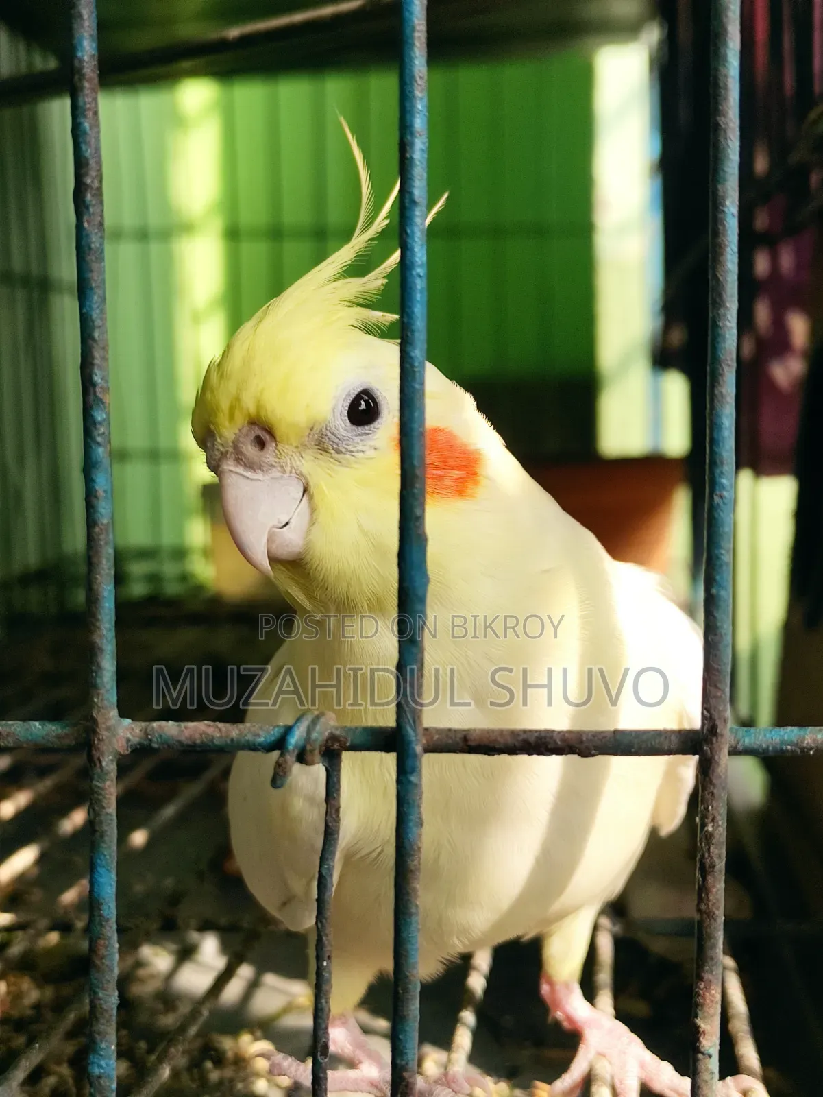 Cockatiel Bird
